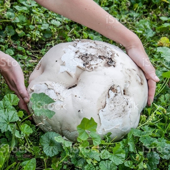 GIANT Puffball Mushroom Spores - Grow Kit - Over 1 Billion Spores! 🍄 - Picture 6 of 8